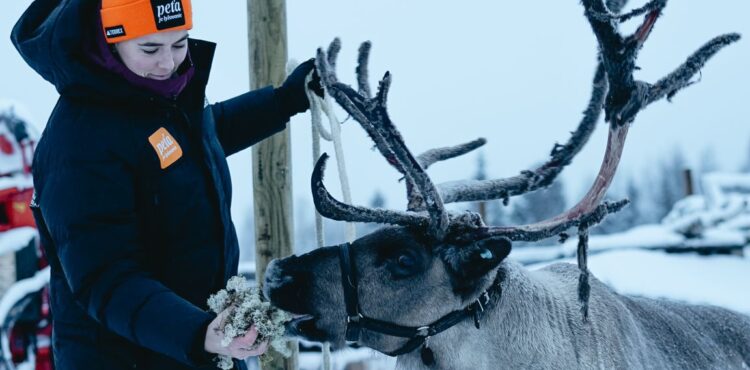 Ako sa volajú víťazné soby v Levi a na základe čoho?